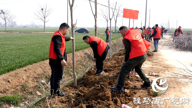 西平縣人和鄉(xiāng)：植樹節(jié)里植樹忙