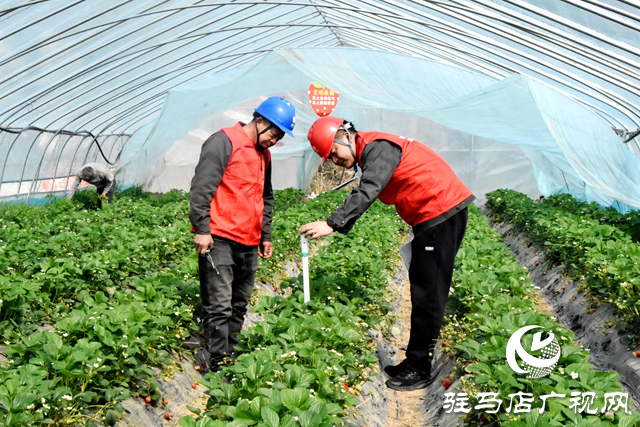 國網平輿縣供電公司：服務春灌有保障 “莓”好生活電助力