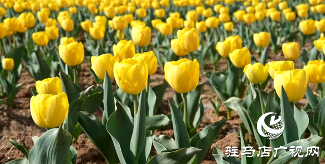 遂平縣：嵖岈山溫泉小鎮(zhèn)郁金香文化園開園