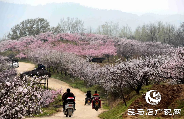 萬畝花田，駐馬店又一春天美景打卡地