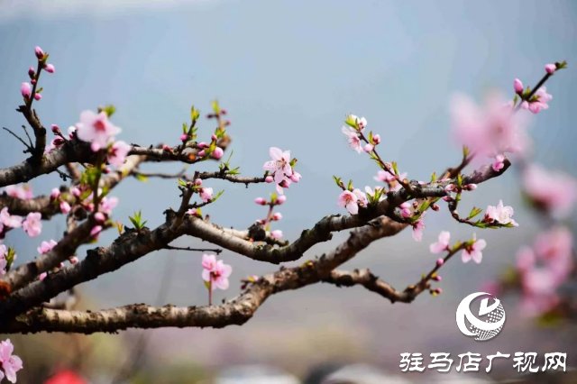 萬畝花田，駐馬店又一春天美景打卡地