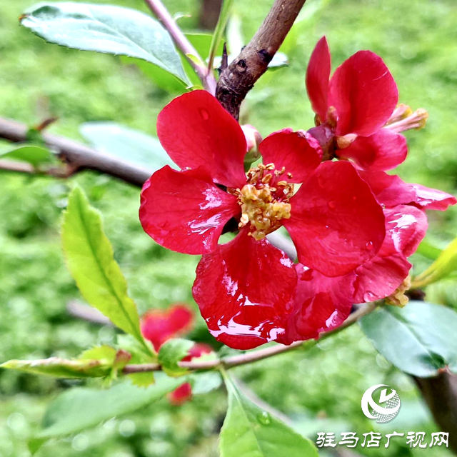 雨潤海棠紅