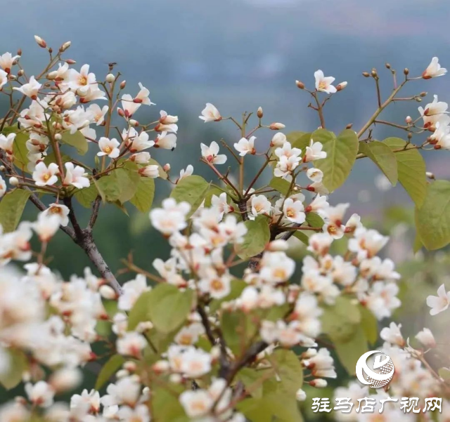 泌陽縣：花開時(shí)節(jié) 油桐花開醉人心