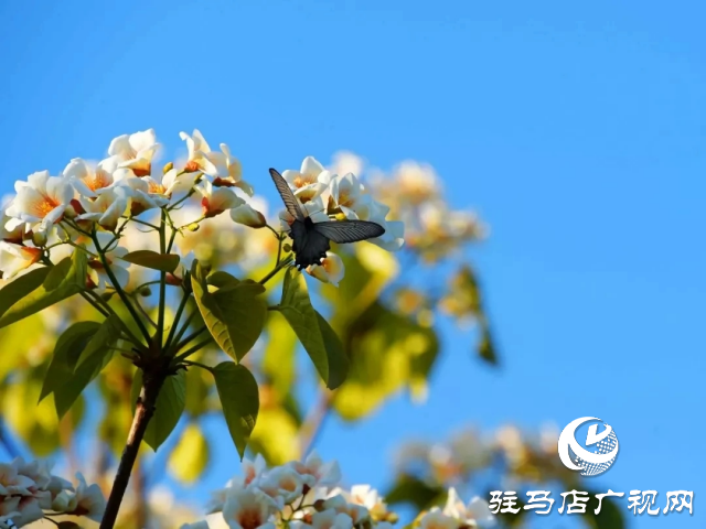 泌陽縣：花開時(shí)節(jié) 油桐花開醉人心