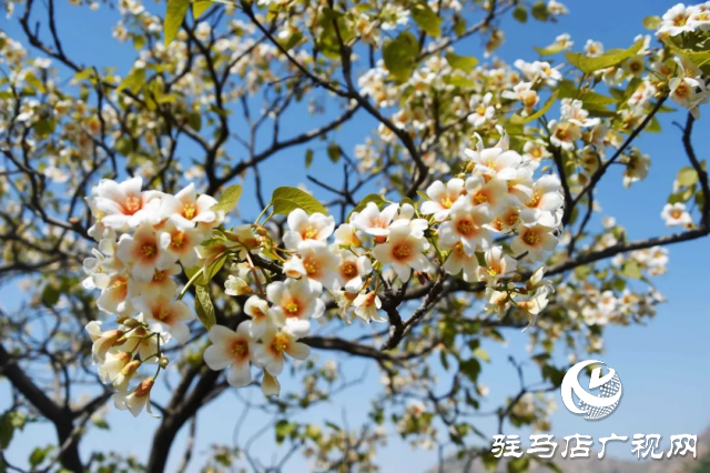 泌陽縣：花開時(shí)節(jié) 油桐花開醉人心