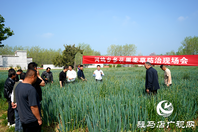 新蔡縣河塢鄉(xiāng)召開(kāi)多花黑麥草防治理現(xiàn)場(chǎng)會(huì)