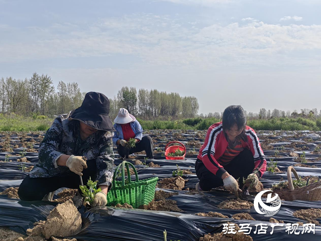 驛城區(qū)朱古洞鄉(xiāng)錢(qián)莊村：菊花種植效益好 搶抓農(nóng)時(shí)栽種忙