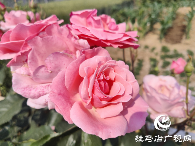 新蔡縣頓崗鄉(xiāng)：月季花開格外美 芳香撲鼻惹人愛