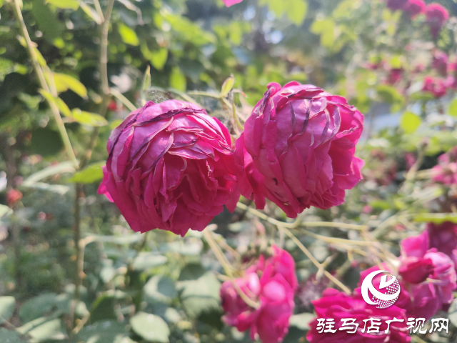 新蔡縣頓崗鄉(xiāng)：月季花開格外美 芳香撲鼻惹人愛