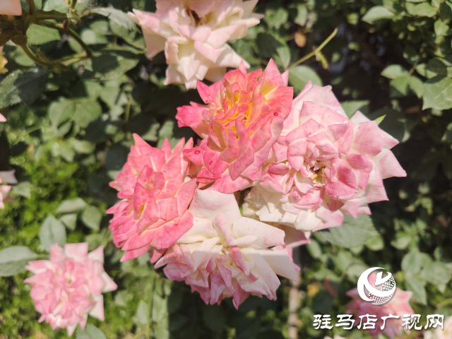 新蔡縣頓崗鄉(xiāng)：月季花開格外美 芳香撲鼻惹人愛