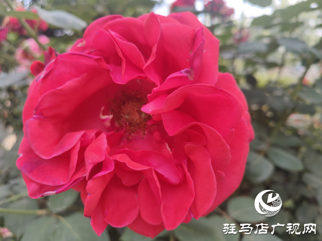 新蔡縣頓崗鄉(xiāng)：月季花開格外美 芳香撲鼻惹人愛