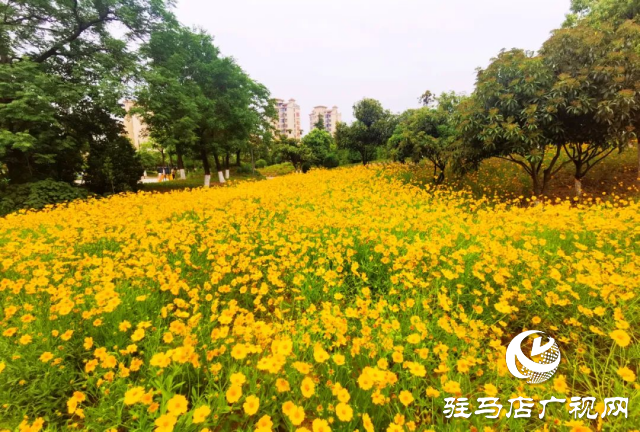 泌陽各公園黃金菊怒放 點(diǎn)亮城市風(fēng)景線