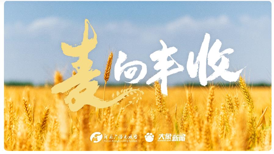 專 題 ｜ “ 麥 ” 向 豐 收