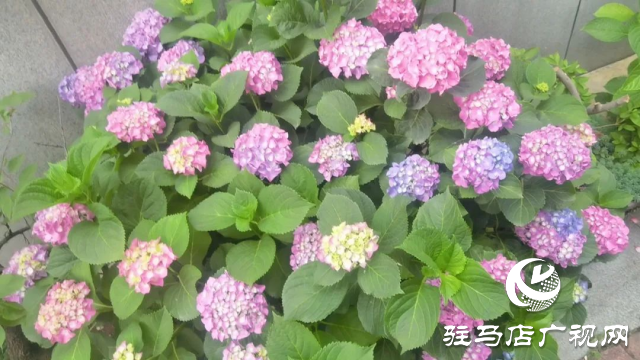 泌陽(yáng)縣：初夏繡球花絢爛綻放 扮靚城市街角