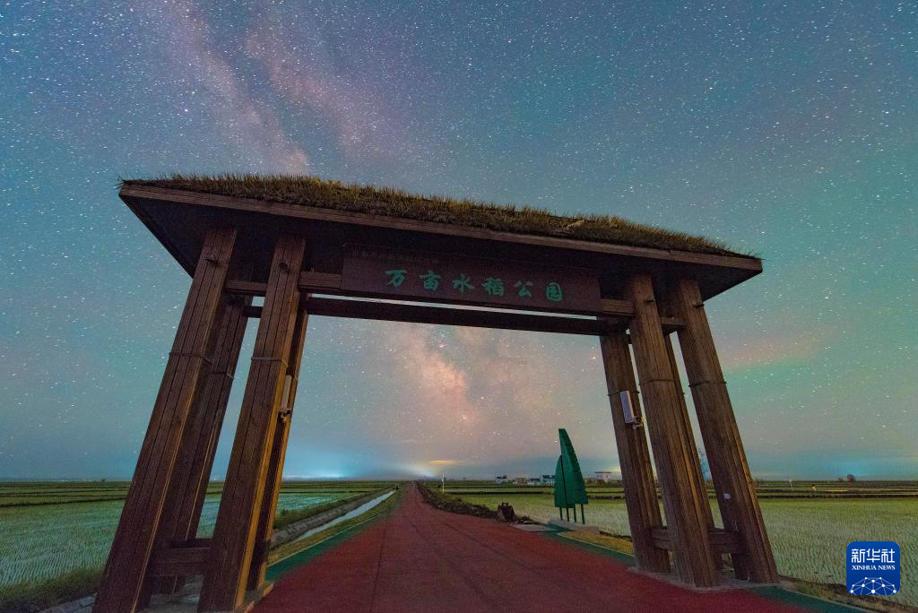 初夏“北大倉”舒展稻田星光畫卷