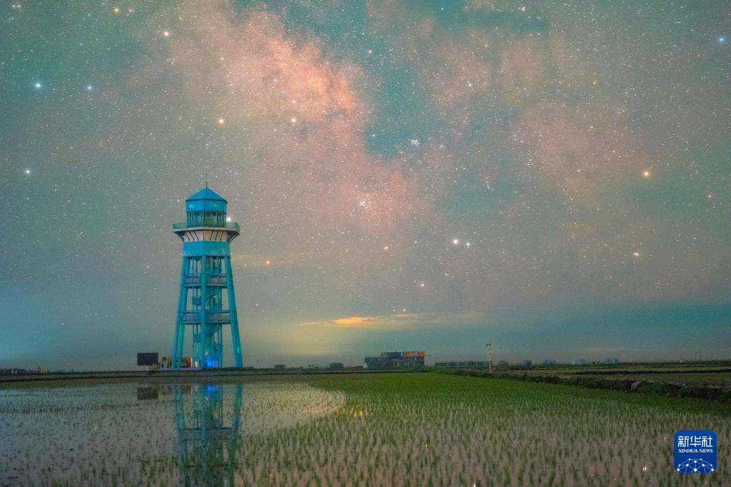 初夏“北大倉”舒展稻田星光畫卷