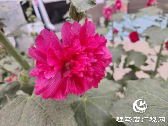 新蔡：蜀葵花開(kāi)格外美 亭亭玉立展風(fēng)采