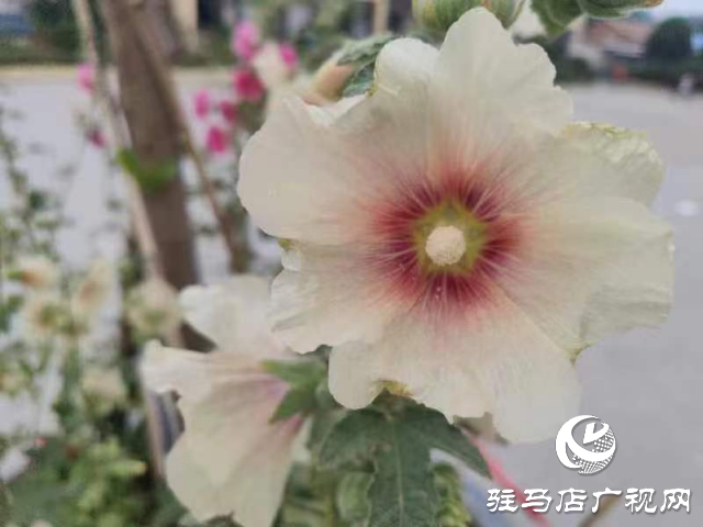 新蔡：蜀葵花開(kāi)格外美 亭亭玉立展風(fēng)采