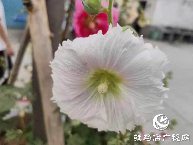 新蔡：蜀葵花開(kāi)格外美 亭亭玉立展風(fēng)采