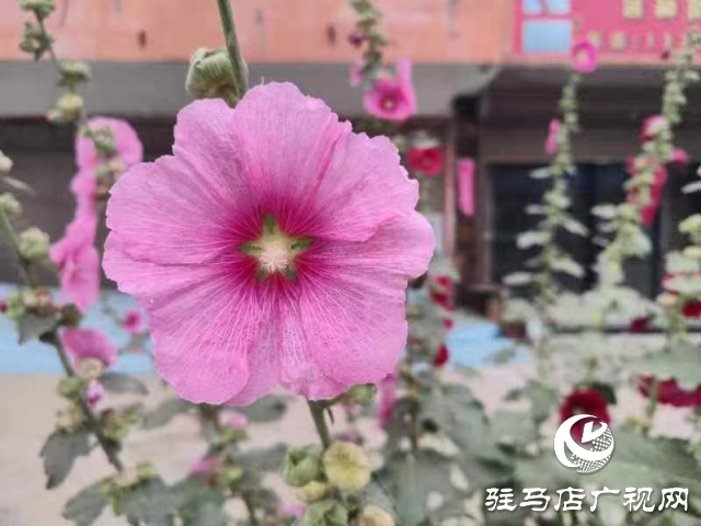 新蔡：蜀葵花開(kāi)格外美 亭亭玉立展風(fēng)采