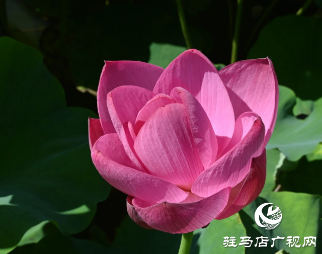 荷花綻放泌陽 清晨賞花正當(dāng)時