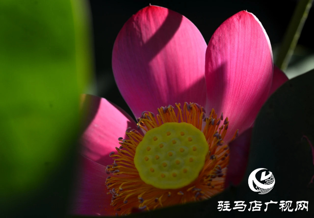 荷花綻放泌陽 清晨賞花正當(dāng)時