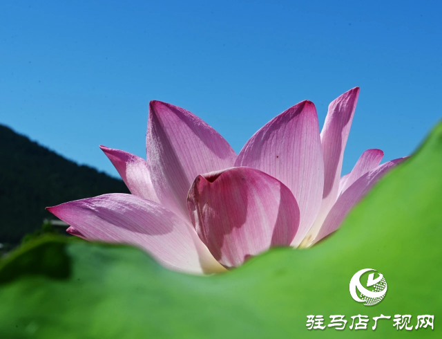 荷花綻放泌陽 清晨賞花正當(dāng)時