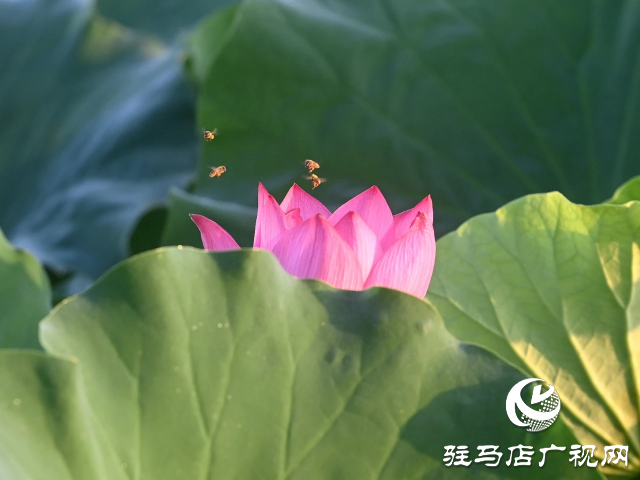 荷花綻放泌陽 清晨賞花正當(dāng)時