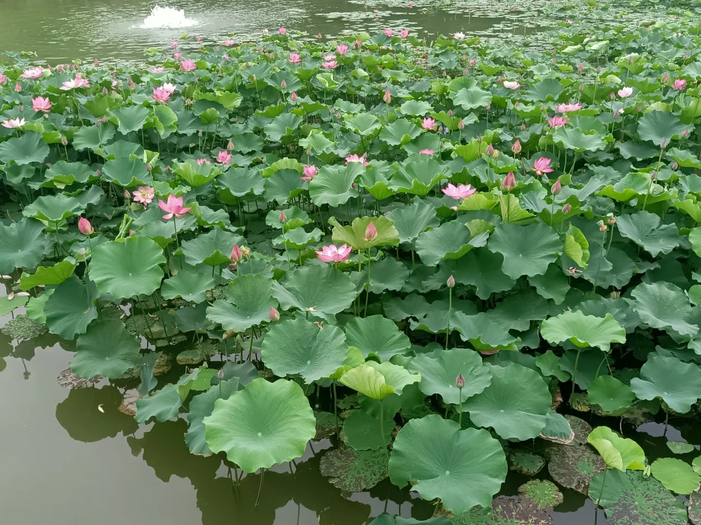 夏至丨萬物盛極時 美好伴夏生