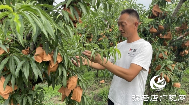 遂平縣石寨鋪鎮(zhèn)郭莊冬桃：汛期精細(xì)管護(hù) 金秋豐收在望