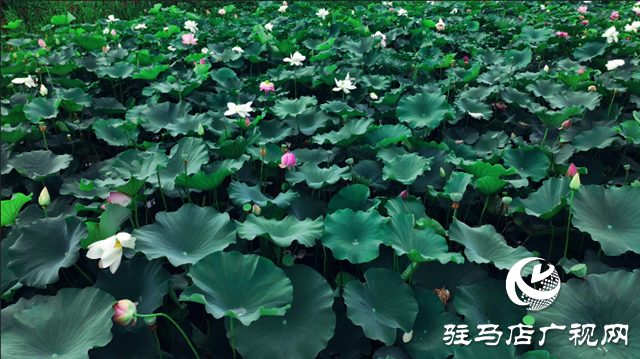 確山常莊：荷花盛開 繪制美麗鄉(xiāng)村新畫卷