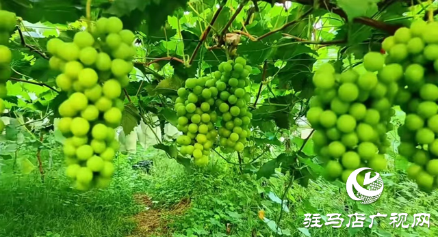 退役軍人羅貴立：特色農業(yè)種植助力鄉(xiāng)村振興