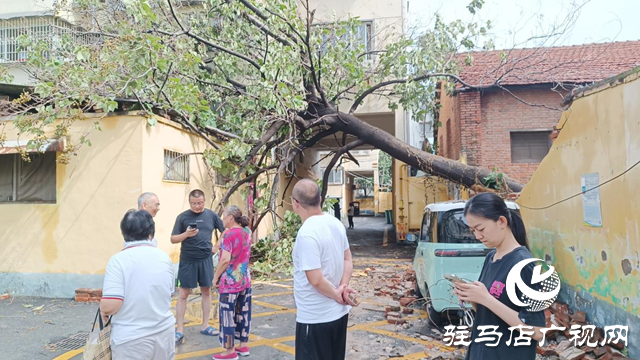 狂風(fēng)刮倒大桐樹 砸壞圍墻電動車