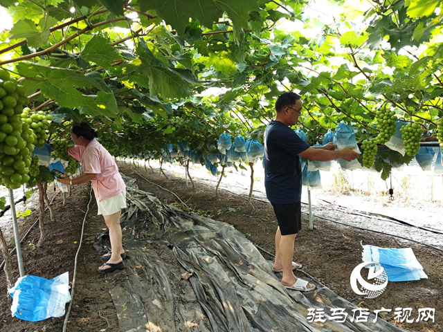 西平縣二郎鄉(xiāng)小王莊村：葡萄種植助農增收