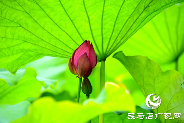 泌陽縣漢風(fēng)公園：雨荷美景引人醉