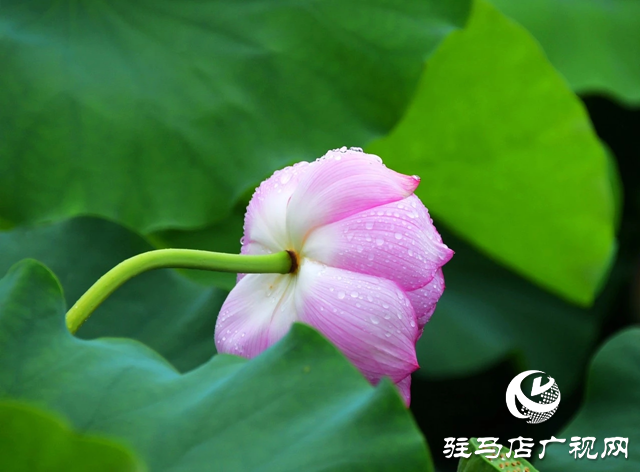 泌陽縣漢風(fēng)公園：雨荷美景引人醉