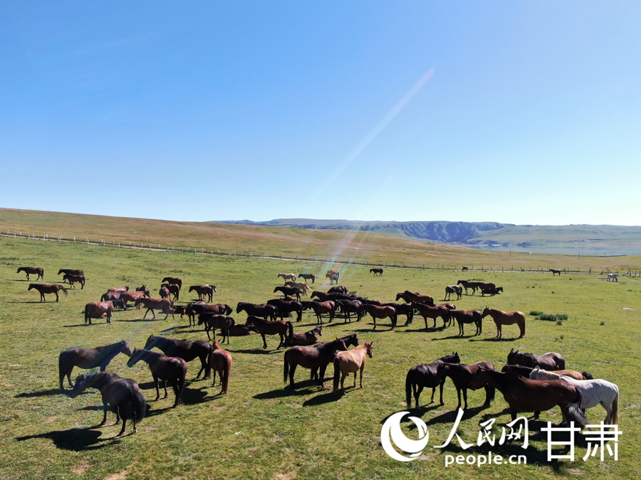 草肥馬壯 祁連山下好風光