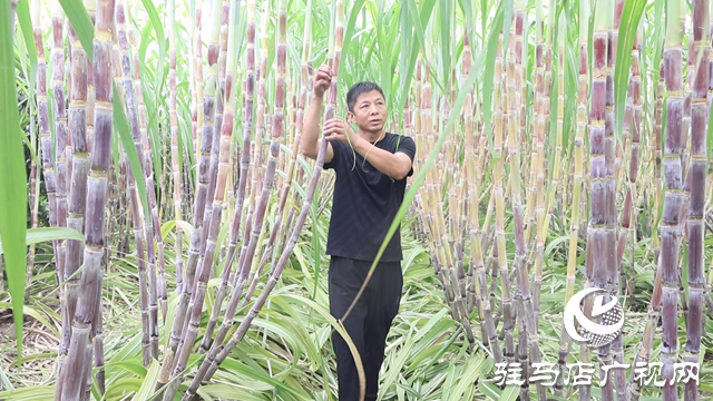 正陽縣彭橋鄉(xiāng)大劉村：甘蔗種出甜日子