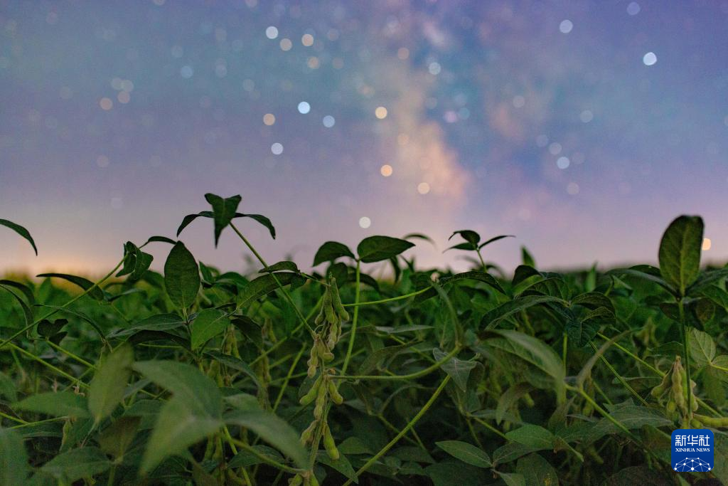 豐收田野“約會(huì)”浪漫星空