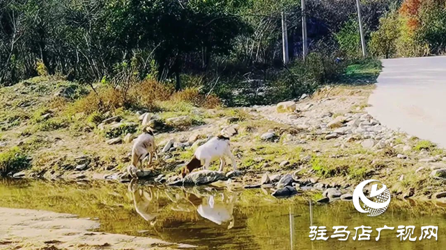 泌陽(yáng)縣十八道河畔秋色醉人