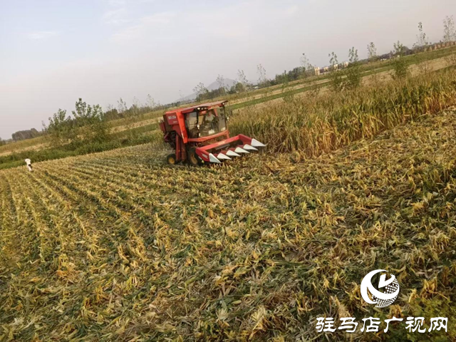 駐馬店秋作物陸續(xù)收獲 近期多晴好天氣利于晾曬