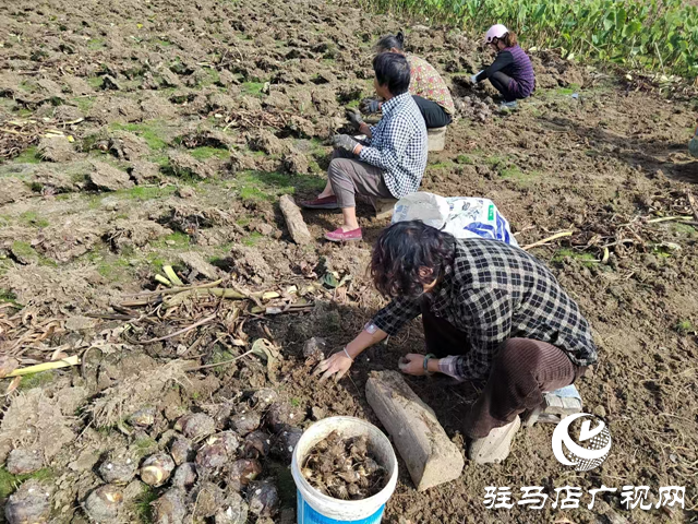 泌陽(yáng)縣春水鎮(zhèn)數(shù)百畝水芋迎來(lái)豐收