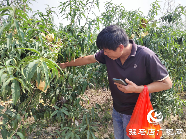 平輿縣楊埠鎮(zhèn)王美村：冬桃結(jié)碩果 特色種植鋪就致富路