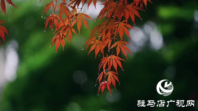 泌陽縣雙龍公園：走進(jìn)雨中公園 感受濃郁秋意