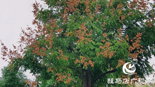 泌陽縣雙龍公園：走進(jìn)雨中公園 感受濃郁秋意