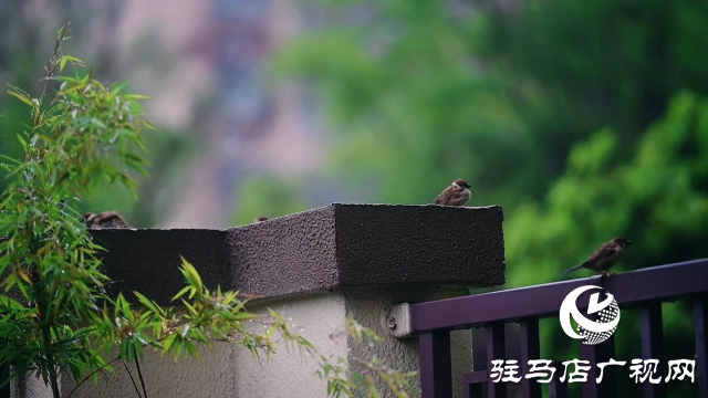 泌陽縣雙龍公園：走進(jìn)雨中公園 感受濃郁秋意