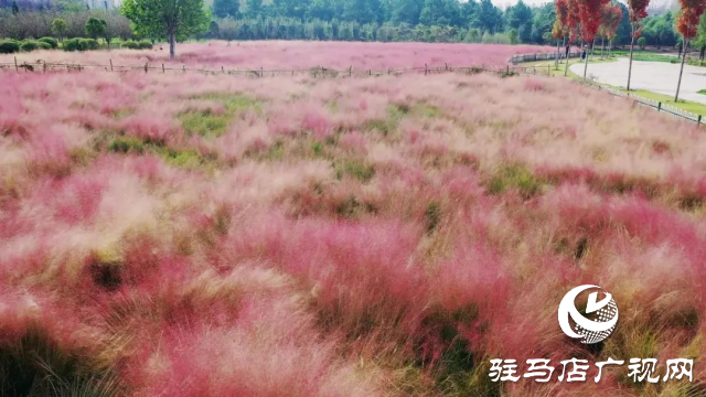 泌陽漢風公園，秋日里的粉色夢境