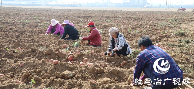 確山縣：紅薯喜豐收，田間收獲忙