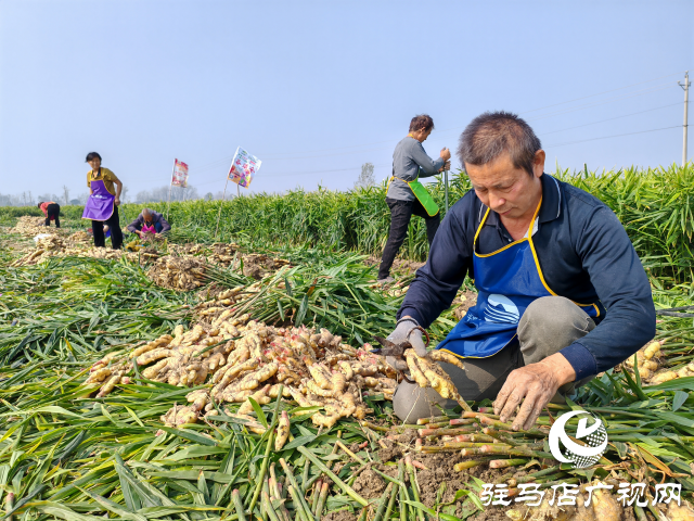 平輿縣高楊店鎮(zhèn)劉寨村委：特色生姜種植喜獲豐收 村民致富“姜”來可期