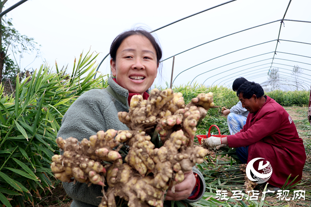 正陽(yáng)縣陡溝鎮(zhèn)：鄉(xiāng)村產(chǎn)業(yè)興旺 “姜”來生活好